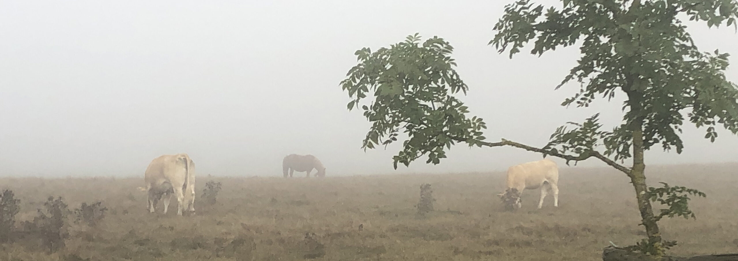 Hunt: Showdown review - an unforgiving, nasty piece of work, where you will  die bleeding in a hedge